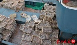 江苏爆料非法捕捞案件最新,守护碧水清波，严惩违法行为